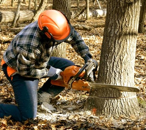Tree Removal in Ina, IL